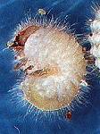 タバコシバンムシ幼虫