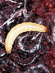 ノシメマダラメイガ幼虫