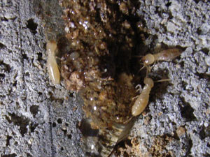 ヤマトシロアリ　職蟻