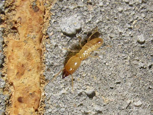 ヤマトシロアリ　兵蟻
