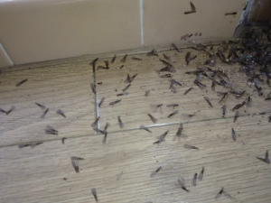 大量のヤマトシロアリの羽アリ