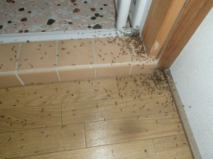 風呂場に発生した大量の羽アリ